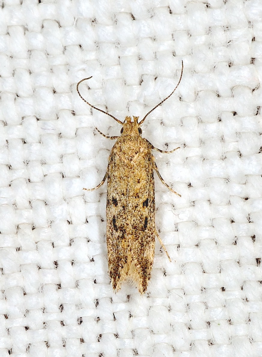 Gelechiidae: Scrobipalpa cf obsoletella ?
